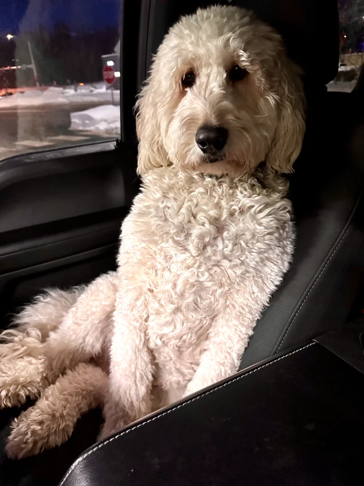 Remy, the Chief Snack Officer