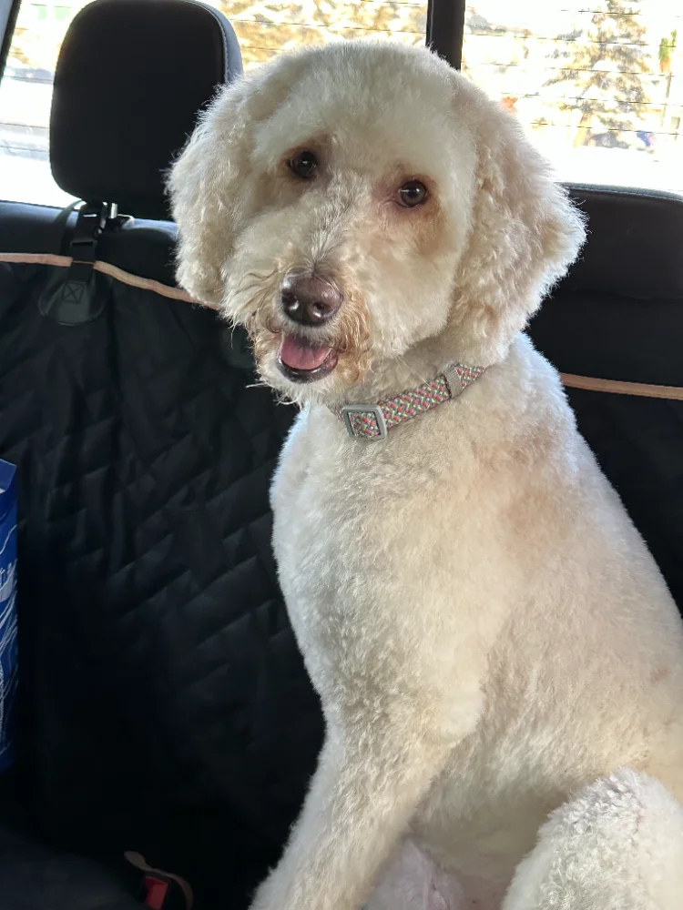 Sophie, the Director of Discipline